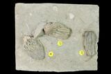 Three Species of Crinoids on One Plate - Crawfordsville, Indiana #148665-2